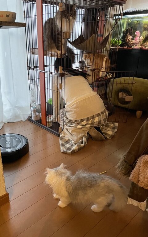 ケージに入る妻