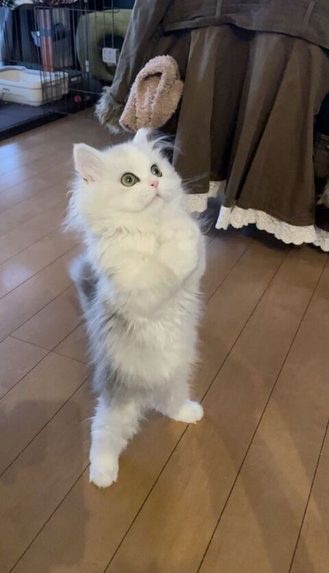 立ってるノーマンくん