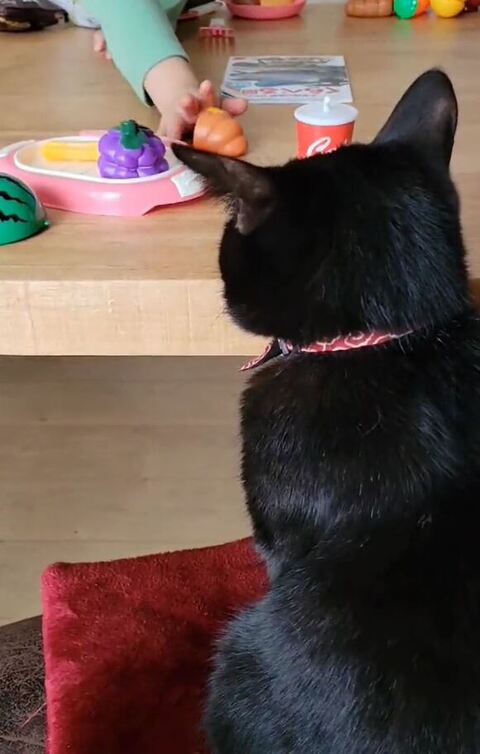 おもちゃを見るティチャラくんの後ろ姿