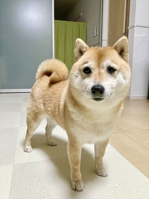 眉毛があるように見える犬