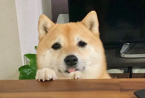 待ってる柴犬アップ