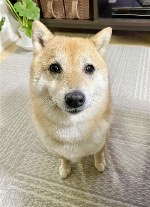 ごはんください犬