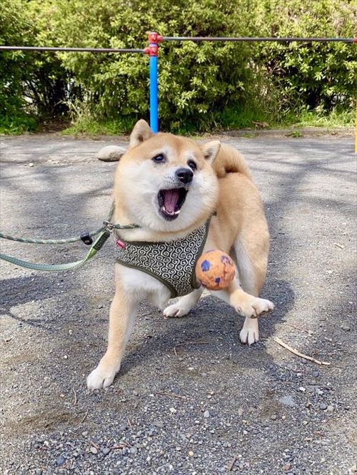 ボール遊びをする柴犬