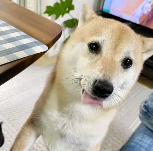 ごはんくださいな柴犬