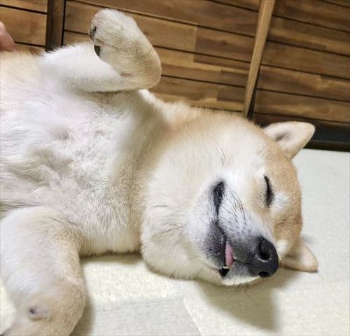 寝ている犬