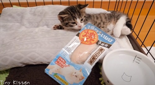 初めてササミを見る猫