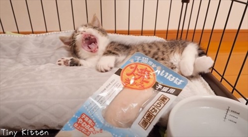あくびする子猫