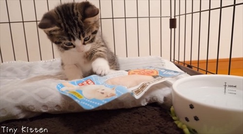 ササミが気になる子猫