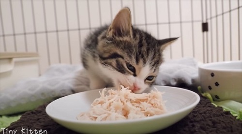 ササミを食べる子猫