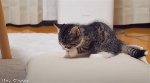 満腹になった子猫