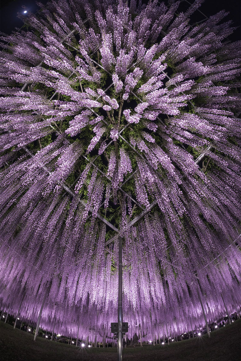 まるで打ち上げ花火！　真下から撮った藤棚が迫力の美しさ