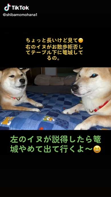 散歩がいやな柴犬