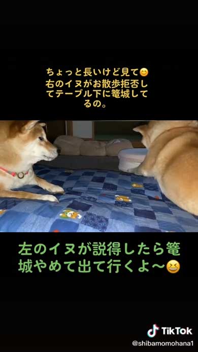籠城する柴犬