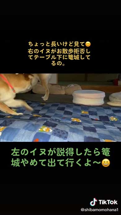 説得する柴犬