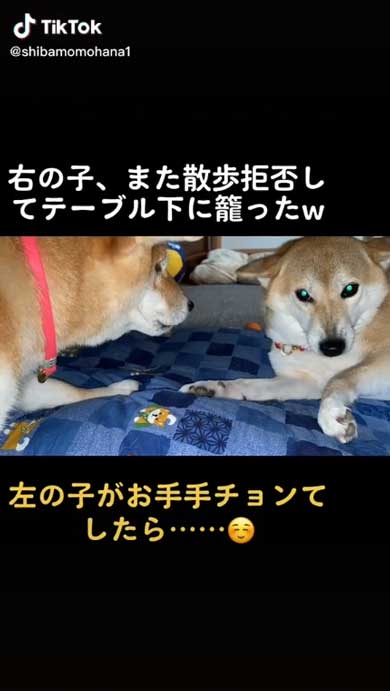 散歩を拒否する柴犬