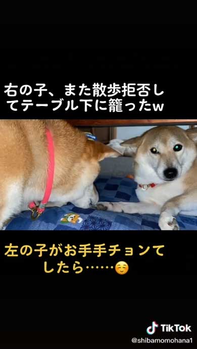 面白い柴犬