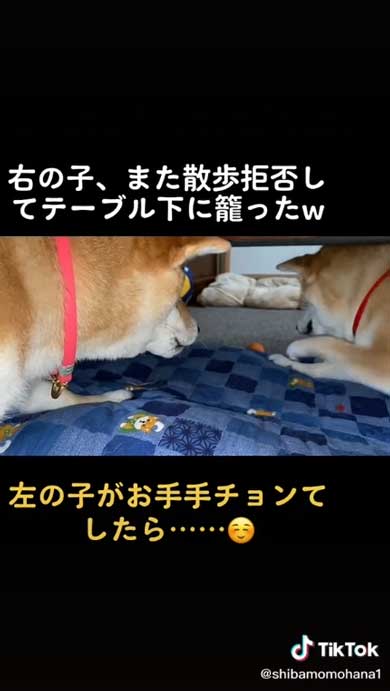 納得する柴犬