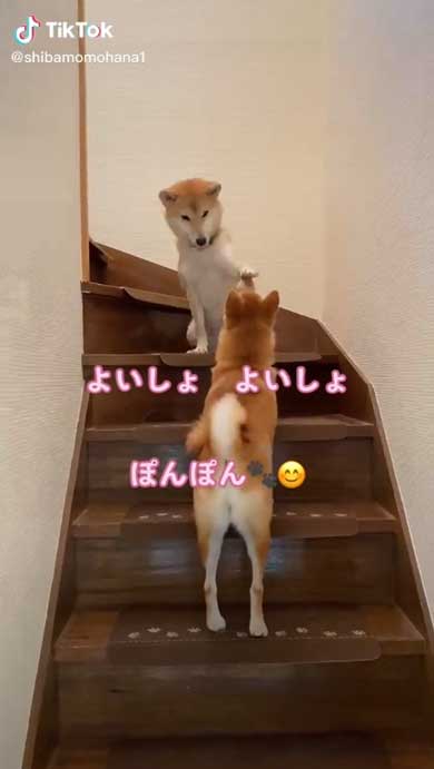 仲良しな柴犬