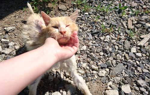 保護直後のひなた君