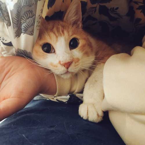 現在の幸せそうなひなた君