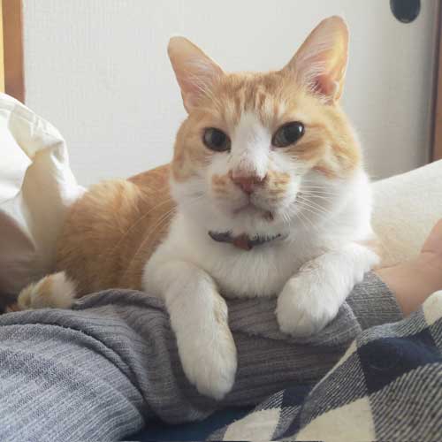 元気なひなた君