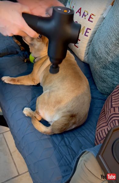 マッサージ機を当てられた犬