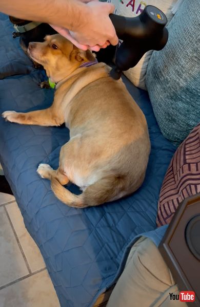気持ちよさそうな顔をする犬