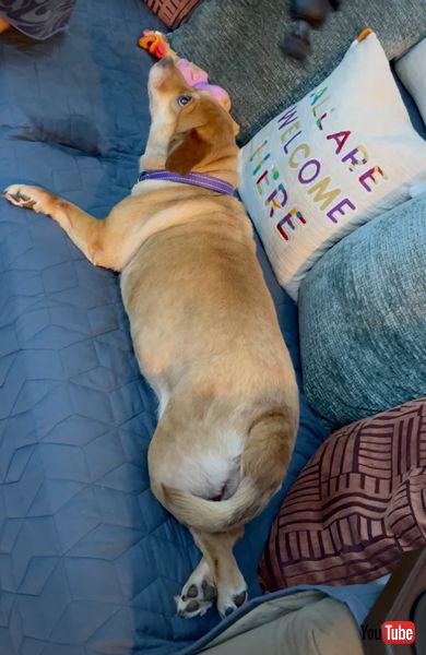 まだまだねだる犬