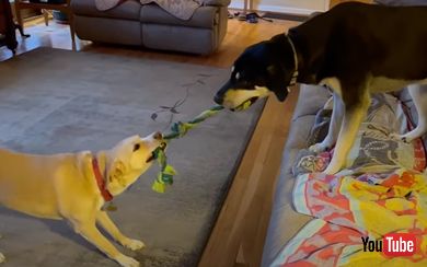 綱引きをする犬