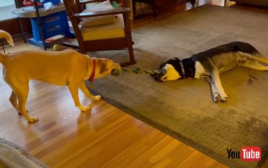 綱引きに飽きる犬