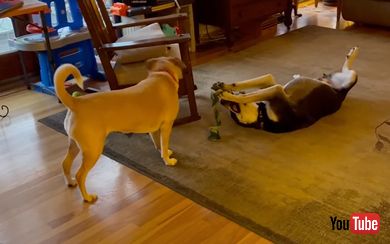 綱引きを諦める犬