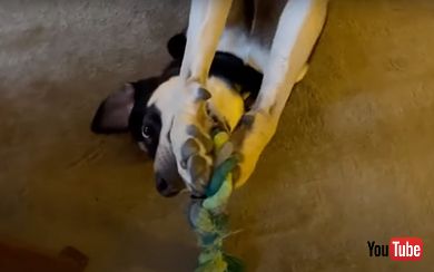 おもちゃをくわえる犬