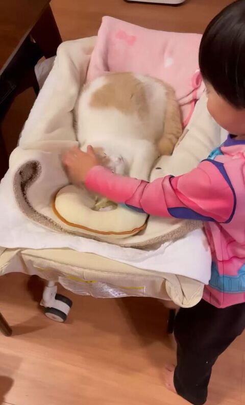 目をつぶる猫