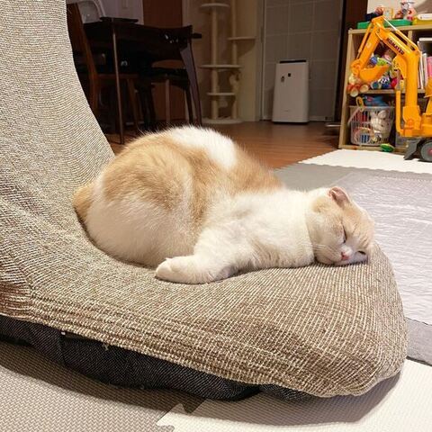 座椅子で寝てる猫