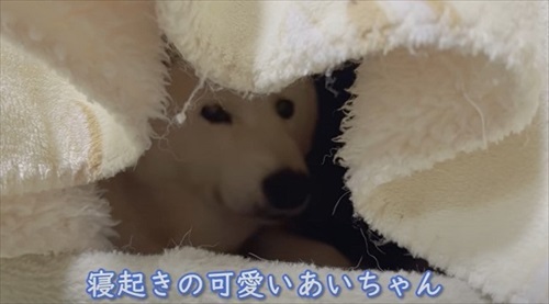 飼い主さんの帰宅を喜ぶワンちゃん