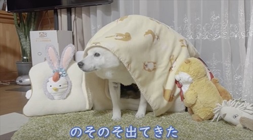 飼い主さんの帰宅を喜ぶワンちゃん