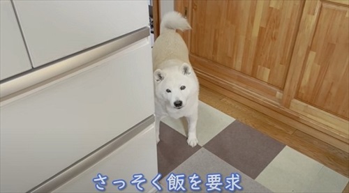 飼い主さんの帰宅を喜ぶワンちゃん