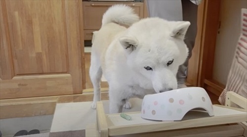 飼い主さんの帰宅を喜ぶワンちゃん