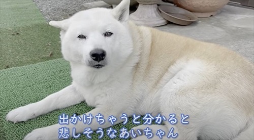 飼い主さんの帰宅を喜ぶワンちゃん