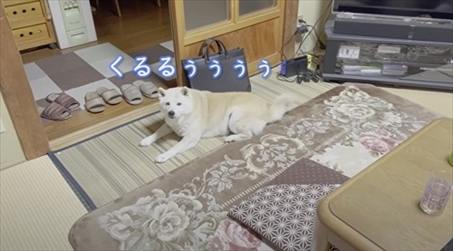 飼い主さんの帰宅を喜ぶワンちゃん