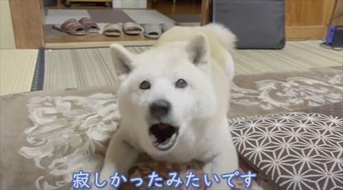 飼い主さんの帰宅を喜ぶワンちゃん