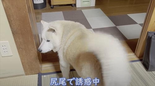 飼い主さんの帰宅を喜ぶワンちゃん