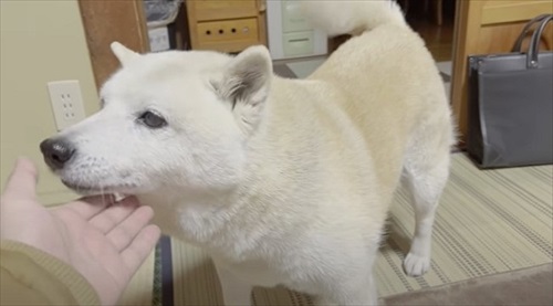 飼い主さんの帰宅を喜ぶワンちゃん