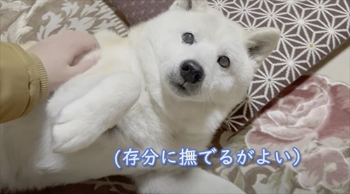 飼い主さんの帰宅を喜ぶワンちゃん