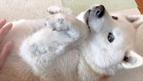 飼い主さんの帰宅を喜ぶワンちゃん