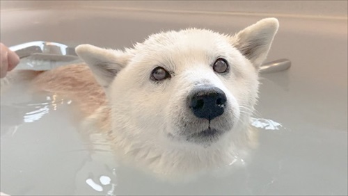 飼い主さんの帰宅を喜ぶワンちゃん