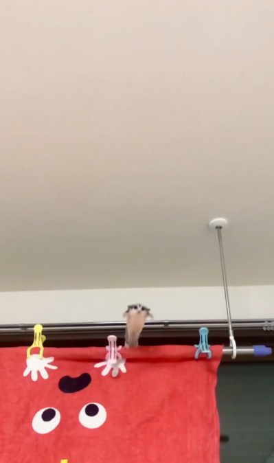 ジャンプしたももんちゃん