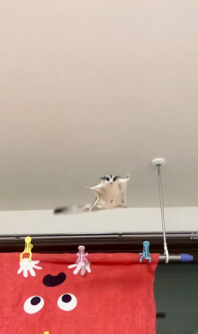 飛膜開いたももんちゃん