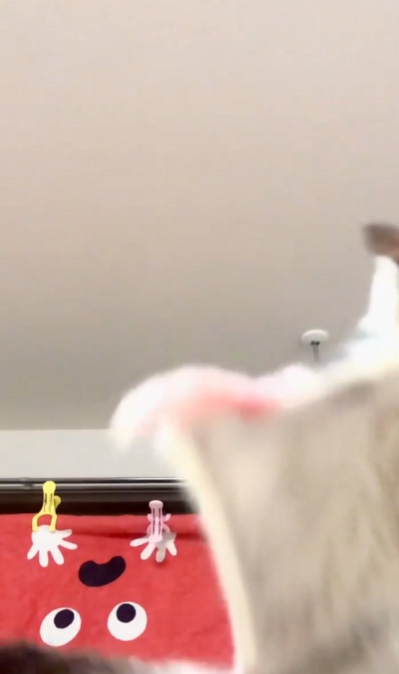 ぶれるももんちゃん