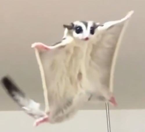 飛膜開いたまま近づくももんちゃんトリミング